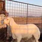 جنوب محافظة سميرا