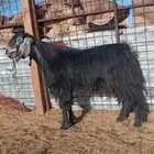 فحل عارضي مشروط