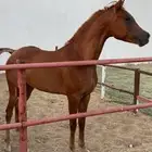 فرس شعبية منوه القاني