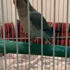 كويكر متكلم سليم