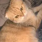 قطة سكواتش فولد قولد