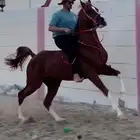 حصان واهو محجل اربع