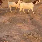 معزا هولنديات للبيع