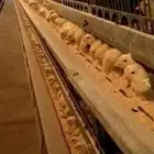حضيرة تربية فورمو اتومتك