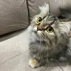 بسه