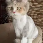 قطه أنثى معقمه تبني