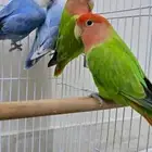 طيور روز للبيع