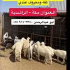 طليان ورخال وذبايح ثلاجه للبيع
