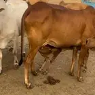 بقر مراح واحد