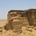 تبن قمح حنطه للبيع