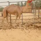 للبيع بكرتين