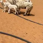 غنم حريات متابيع
