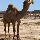 جمل اشعل