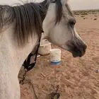 خيل واهو منية المشتري