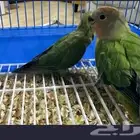 للبيع طير روز عمر صغير اليف