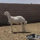 فحل حري صنف