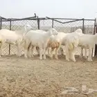 رخال حريه تم البيع