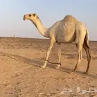 قعود باتلي فحل