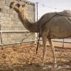 خلفه تحتها قعود