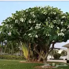 مشتل البستان تنسيق الحدايق وشبكات الرى