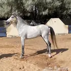 حصان جزيري أوراق