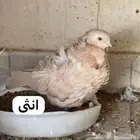 حمام كشكش ذكر وانثى وطبات شيرازي وطبات رقاص وباكستاني