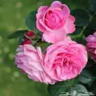 قصائد حسب الطلب