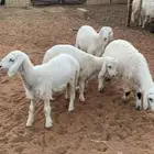 طليان حري ذبايح عدد 5