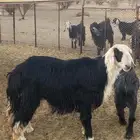 طلي جذع مشروط فحل