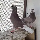 جوزين قطايف حمر للبيع