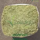 مستورد برسيم الراعي المصري