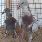 جوز أكسبيشن هومر منتج