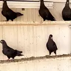 حمام قطايف زينات بالحيال الله يبارك للي بياخذها