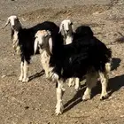 نجد للبيع