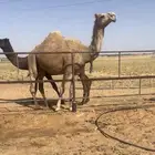 للبيع اللقحه الكفو