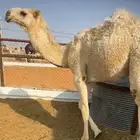 قعود مفرود للبيع