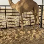 للبيع قعود