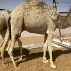 قعدان مفاريد