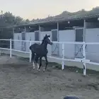 مهره شعبيه دهماء