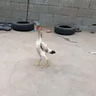 دجاجه شامو ياباني فاخره