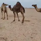 نياق حيل مبيوع عيالها