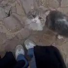 قط للتبني