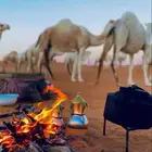 اللي عنده رحول ابل للبيع