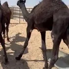 حشو قصب طيبه