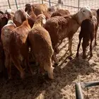اضاحي مع التوصيل