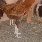 ديك للبيع