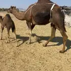 خلفاء حمراء بكر دهماء مقنوي للبيع تم البيع