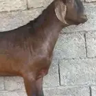 تيس جنوبي مشروع فحل