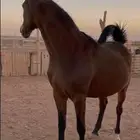 فرس عربيه شيخه هاديه