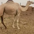 بكره لقحه شقحاء طيبه الحد 5500 تم البيع